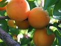 Выращивание абрикоса в средней полосе