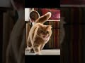 Funny lazy cat #cat #threecats #catdance #catvideos #funnycatvideos