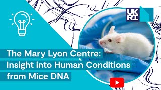 The Mary Lyon Centre, MRC Harwell | Gaining Insight into Human Conditions from Mice DNA
Mark Gardiner is Facilities Resource and Training Manager at MRC Harwell in Oxfordshire, an international centre for mouse genetics.
In this video Mark goes through a tour of the Mary Lyon Centre, which houses over 55,000 mice with different genetic mutations. Scientists worldwide are studying these mice to gain insight into human diseases like #diabetes and #deafness.
Most human diseases have a significant #genetic component. Many variants in human #DNA predispose individuals to disease, yet the knowledge of these changes in DNA, and how they cause disease, is limited.
Although outwardly a mouse looks very different to a human, its development, physiology and biochemistry are very similar. Studying genes in mice can therefore reveal important insights into the functions of genes in humans and mouse models of disease can be remarkably similar to their human equivalent, helping to investigate how a disease develops and possible ways to treat or prevent it.
The Mary Lyon Centre at MRC Harwell offers a wide range of services to researchers around the world. Services include free archiving of mouse lines to protect them for future use, distribution of mouse lines from the Archive, breeding and phenotyping of genetically altered mice, and genome engineering services to generate new mouse models.
Learn more ▶️https://www.ukri.org/about-us/mrc/
Let’s connect!
Twitter 🔗 https://twitter.com/The_MRC
LinkedIn 🔗 https://www.linkedin.com/company/medical-research-council/
YouTube 🔗 https://www.youtube.com/c/medicalresearchcouncil
Instagram 🔗 https://www.instagram.com/weareukri/
We think you’ll like…
Lab Grown Thymus | Creating an Organ From Scratch in a Living Animal
▶️ https://www.youtube.com/watch?v=wcc0eVoubEk
Development of DNA Analysis | From the Double Helix to the Southern Blot
▶️ https://www.youtube.com/watch?v=YefLsdkRKsE
ABOUT THE MEDICAL RESEARCH COUNCIL (MRC)
The Medical Research Council (MRC) improves the health of people in the UK – and around the world – by supporting excellent science, and training the very best scientists.
Find out more ▶️ https://www.ukri.org/councils/MRC/
#MRC #Medicine #MedicalSciences #MedicalResearch #Innovation #Health The Mary Lyon Centre, MRC Harwell | Gaining Insight into Human Conditions from Mice DNA