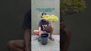 Replace the Planting  to re -fertilizer it #bonsai #bougainvillea
