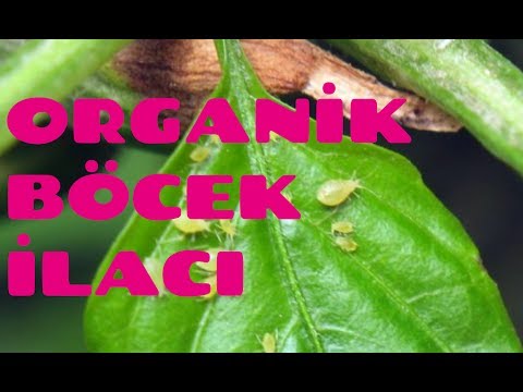Video: Yeşil Yapışkan Mükemmel Bir Bitki Gübresidir