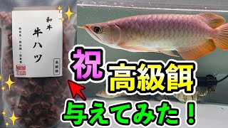 僅か2ヶ月の成長がでかい 古代魚パワー アジアアロワナ飼育記録no 14 紅龍ことスーパーメタリカ 2ヶ月 総集編 Aro78アクアch 僅か2ヶ月の成長がでかい 古代魚パワー アジアアロワナ飼育記録no 14 紅龍ことスーパーメタリカ 2ヶ月 総集編 Aro78アクアch