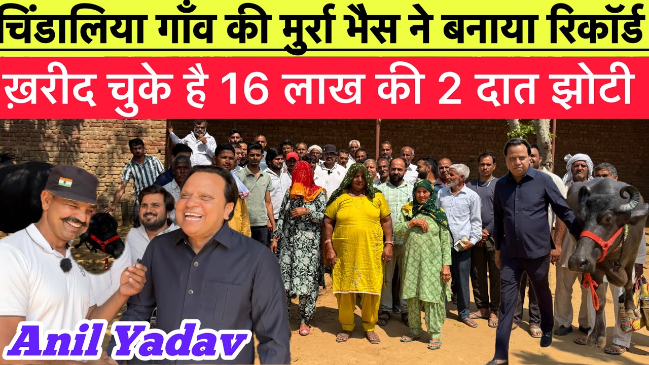 चिंडालिया गाँव की मुर्रा भैस ने बनाया रिकॉर्ड 🤑 ख़रीद चुके है 16 लाख की 2 दात झोटी | Anil Yadav