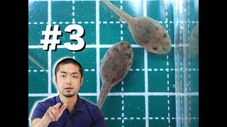 餌で変わる？ オタマジャクシの成長#3｜The difference in bait changes the growth of tadpoles