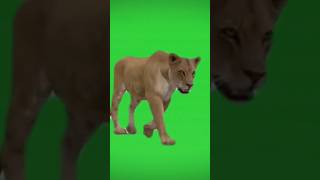 Lion Walking Green Screen | Green Screen Animation Lion Walk #lion #walking#animation #animals #edit