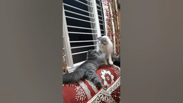 Watch the video about Funny short video #shorts #kitten #cat 😻♥️😻