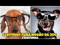 Cleitinho Fubá, Negão da 300 , Caramelo e sua turma Narrativas animals