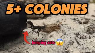 ANTROOM Tour 2026: Fire Ants and More!