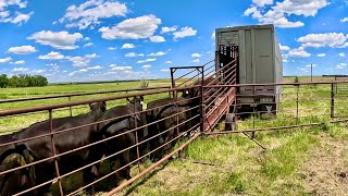 We Can't Afford To Keep These Cows!!