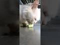 😽🤌 #cat #cute #kitten #adorably #pets #ytshorts #cutecat #funny #animallover @IamFionaCat