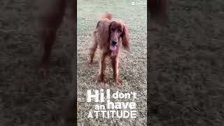 I Don’t Have An Attitude #funny #dog #shorts