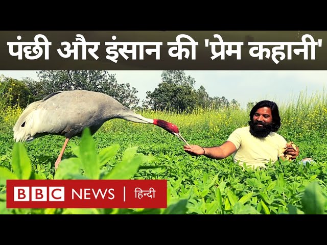 Man and Bird Love : Saras पक्षी और एक शख़्स के बीच प्यार दोस्ती की कहानी (BBC Hindi)