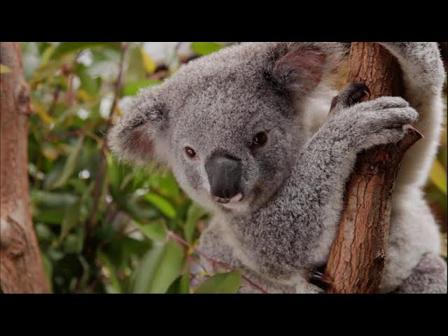 Australia's beloved koalas are under threat of extinction - Focus