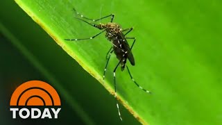 Health officials warn of rise in two viruses spread by mosquitoes