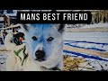 Meet Seppala Siberian Husky Sled Dog "Yeti"Togo's descendant