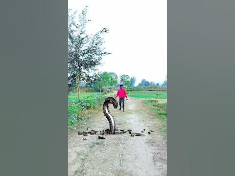 Vfx Angry Python Funny video #youtubeshorts #shortsvideo #shorts - YouTube
