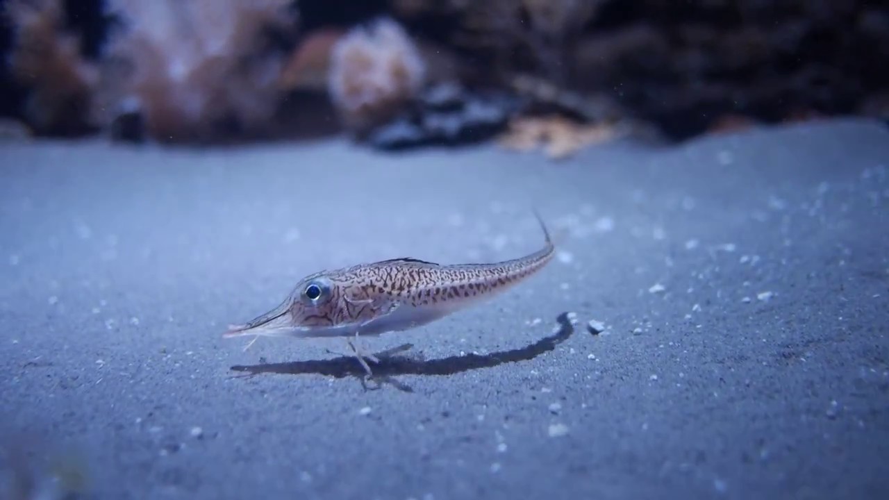 なんだこいつ 歩く魚 深海のキホウボウ 葛西臨海水族園 Youtube なんだこいつ 歩く魚 深海のキホウボウ 葛西臨海水族園 Youtube