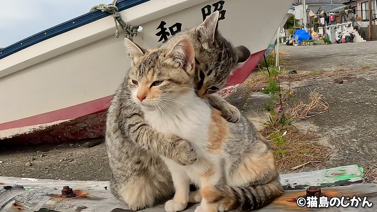 海月猫屋 YouTube