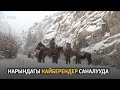 Нарындагы кайберендер саналууда