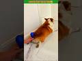 Ghoton ata ki korlo😂🤣 #shorts #funny #dog