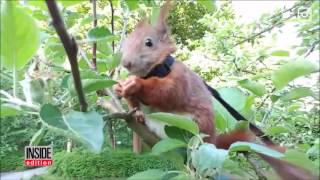 Tintin the Squirrel featured by Inside Edition