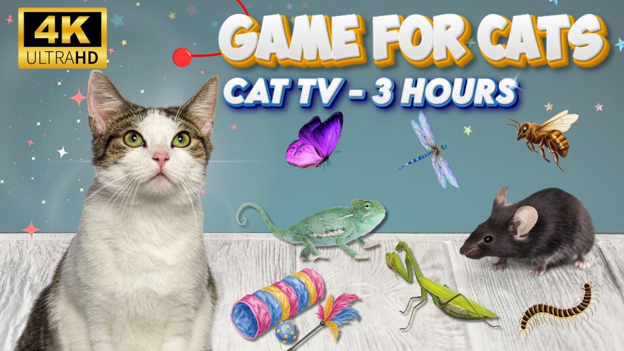 Cat Games On Screen 🐱 How Long Can Your Cat Play? | 4K 60FPS - YouTube