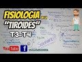 FISIOLOGÍA DE LA TIROIDES: metabolismo de la T3-T4: ENDOCRINOLOGIA, fisiología de la tiroides