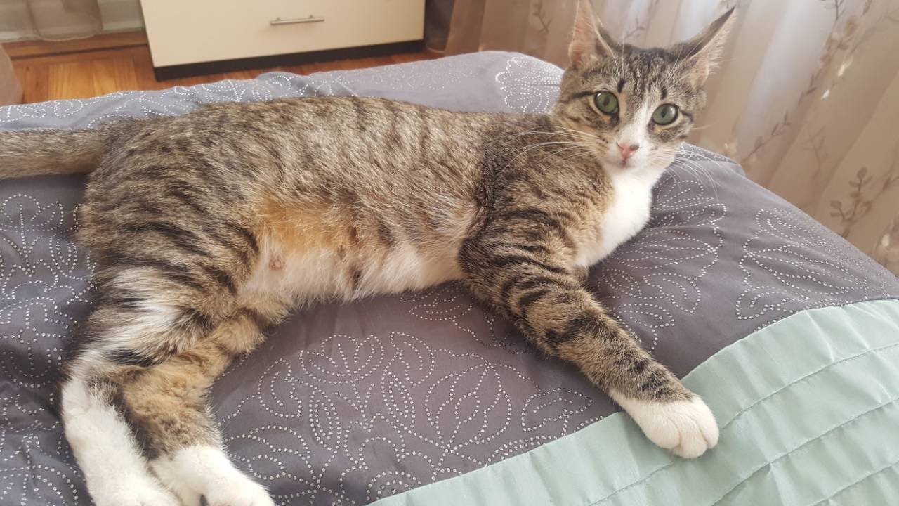 A Couple Gave This Stray Cat A Home But Then Found Out She Was Hiding A