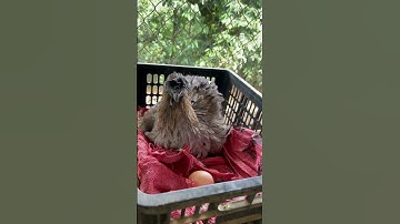 Gà Đen H’ Mông Bản Địa lông xước #gahmongbandiadoancuong #chicken #gahmong