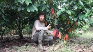 Présentation de Forestera : Cacao-culture au Pérou par Forest Finance