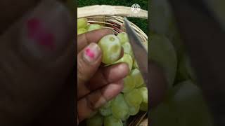 Yummy green grapes / Fresh grapes /#shorts