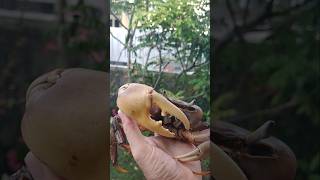 "BING" SI KEPITING CARDISOMA CARNIVEX JUMBO KU