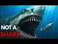 Everything We Thought About Megalodon Is Wrong