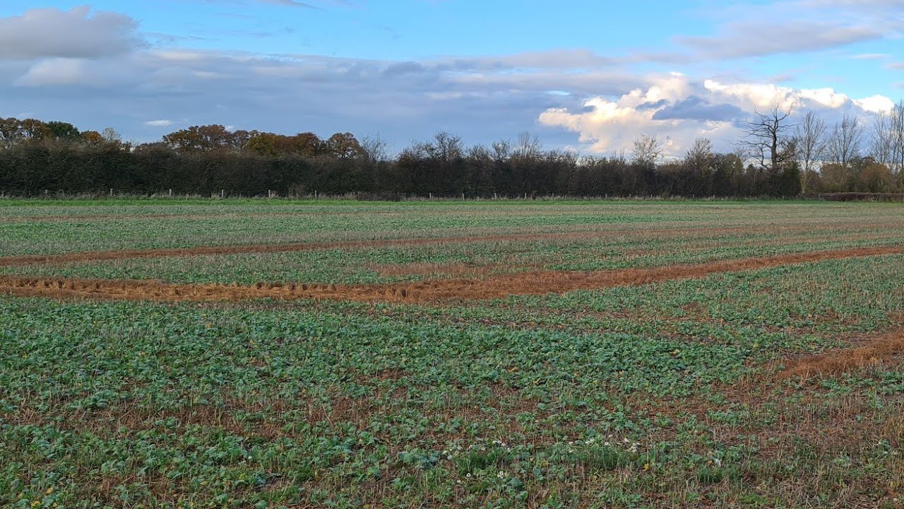 Oil Seed Rape Episode 4