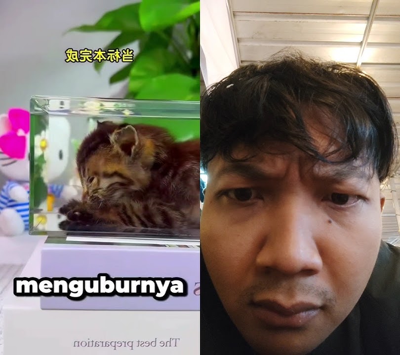 kucing sampe di awetin 😭 #kucinglucu #cat #kucing #pets #komedi #duet #animals