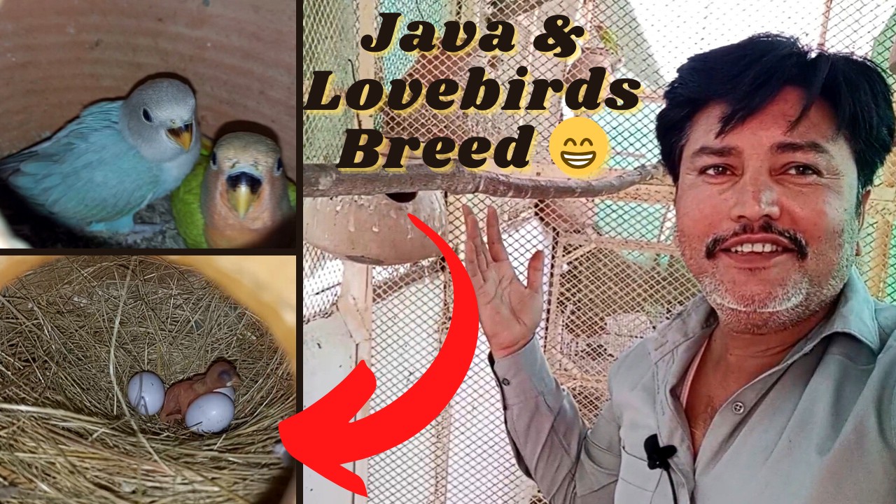 Master Cage Progress | Love birds & Java Bird Start Breeding - YouTube