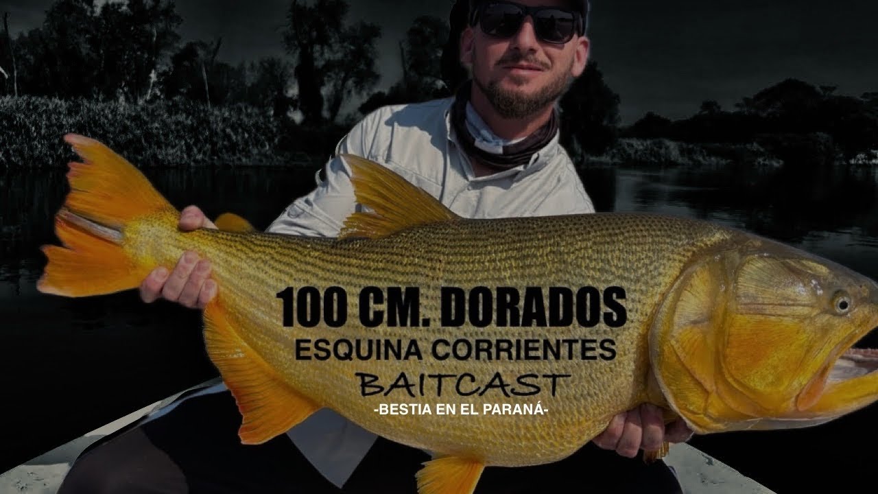 MUY GRANDE este Dorado. Pesca al golpe con señuelos artificiales - Gliding. Esquina #pesca #dorado