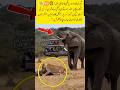 Elephant Saved Its Baby From the Lioness#shorts#elephant#lioness#wildlife