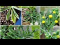 🪴Senecio Kleiniiformi | CUIDADOS, Recuperación | Suculentas super baratas * Crazy Cheap Succulents!