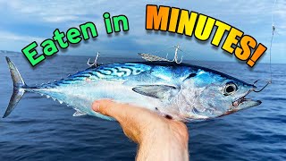 LIVE tuna for bait! (I landed what eats it!!)