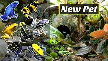 Repticon Pickups (Poison Dart Frogs)