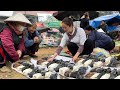 Vang hoa sells pigeons at the market  king kong amazon harvests cassava to make wine vang hoa