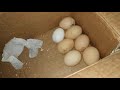 Пришли яйца кур ЛИВЕНСКАЯ СИТЦЕВАЯ и САТСУМАДОРИ