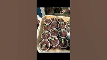 Tuyệt vời những con ốc sên #ocsen #shortvideo