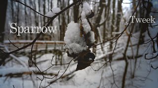 Tweek Reads - Sparrow! Poetry|Calming|Relaxing Music|Bird Song|Images screenshot 5