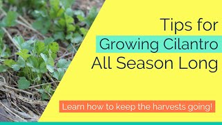 Tips for Growing Cilantro All Season Long Tips for Growing Cilantro All Season Long