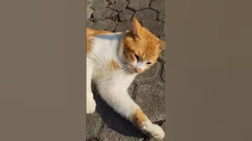 OYEN KENAPA NAK Cat Catlovers Kucing Kucinglucu 