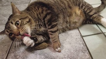 Cute chubby cat playing with catnip toy