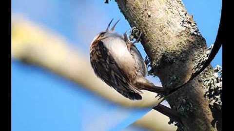 Treecreeper