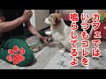 これから呼びベルで知らせます！とういトレーニング第１日目【コーギーチロ】